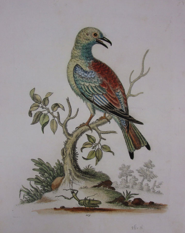 Hand Colored Nature Print.jpg